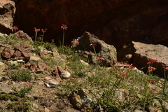 Zephyranthes graciliflora