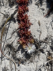 Mesembryanthemum canaliculatum