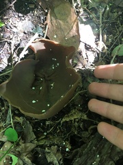 Phylloscypha phyllogena