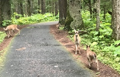 Odocoileus hemionus sitkensis