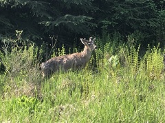 Odocoileus hemionus sitkensis