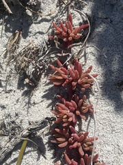 Mesembryanthemum canaliculatum