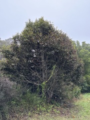 Phytophthora ramorum