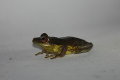Scinax