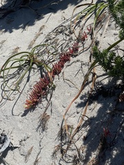 Mesembryanthemum canaliculatum