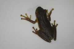Scinax