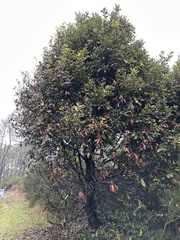 Phytophthora ramorum