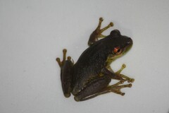 Scinax
