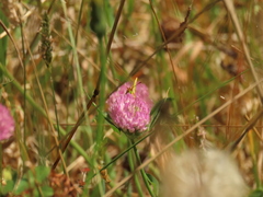 Colias dimera