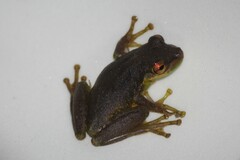 Scinax