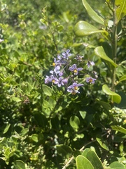 Solanum africanum