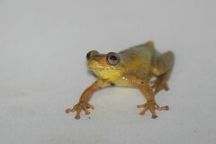 Dendropsophus carnifex