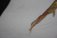 Dendropsophus carnifex