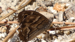 Hipparchia fidia