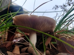 Coprinopsis uliginicola