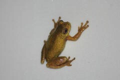 Dendropsophus carnifex