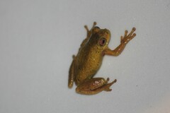 Dendropsophus carnifex