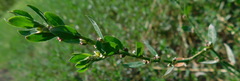 Polygonum