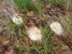 Coprinopsis uliginicola