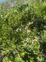 Solanum africanum