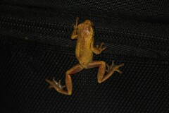 Dendropsophus carnifex