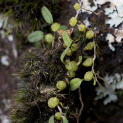 Bulbophyllum pygmaeum