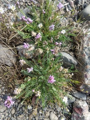 Oxytropis borealis