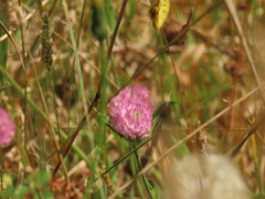 Colias dimera