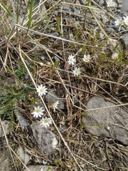 Stellaria longipes