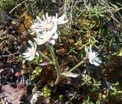 Petasites frigidus