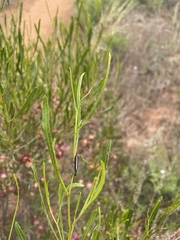 Rhinotia suturalis