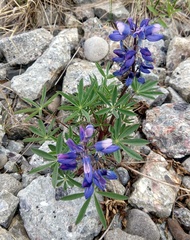 Lupinus arcticus