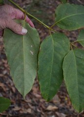 Polyscias australiana