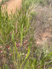 Rhinotia suturalis