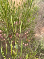 Rhinotia suturalis