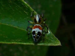 Nycerella delecta