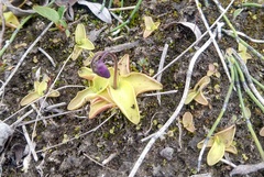 Pinguicula
