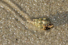 Batillaria australis