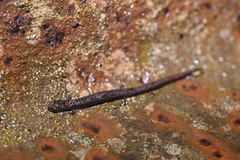 Batrachoseps gavilanensis