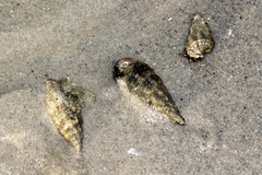 Batillaria australis