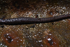 Batrachoseps gavilanensis