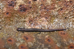 Batrachoseps gavilanensis