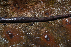 Batrachoseps gavilanensis