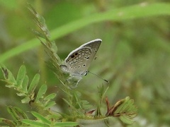 Hemiargus