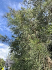 Casuarina glauca