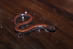 Batrachoseps gavilanensis