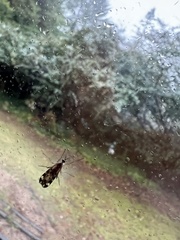 Sylvicola fenestralis