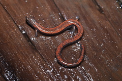 Batrachoseps gavilanensis