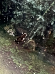 Sylvicola fenestralis