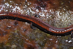 Batrachoseps gavilanensis